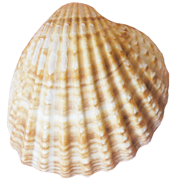 Conch PNG Image