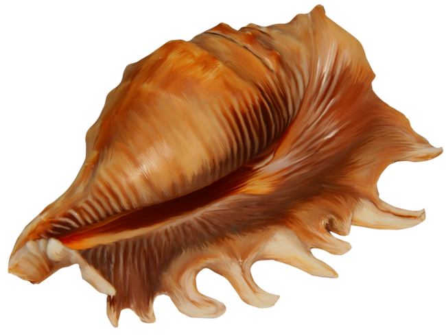 Conch PNG Image