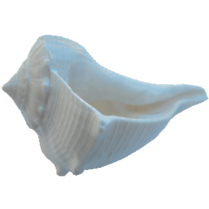 Conch PNG Image