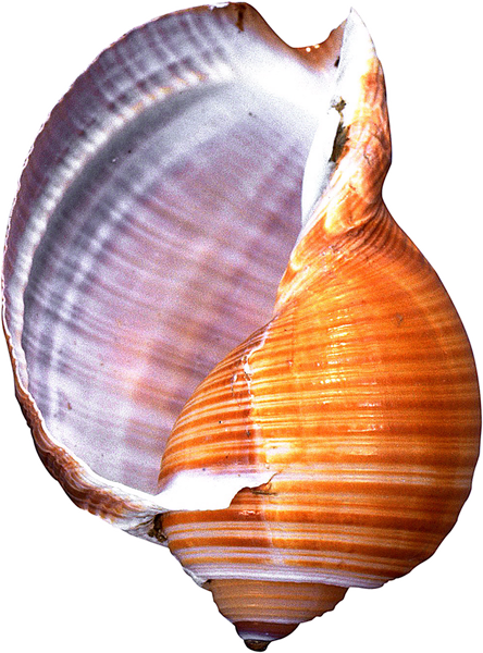 Conch PNG Image