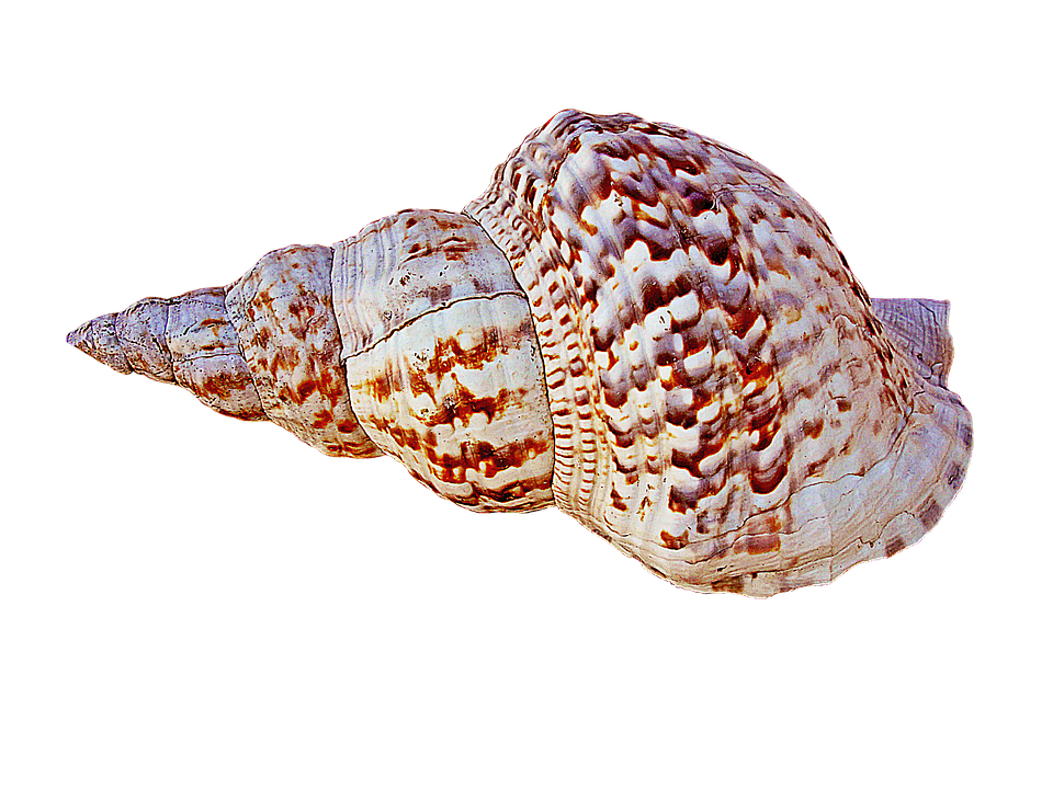 Conch PNG Image