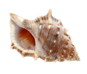 Conch PNG Image