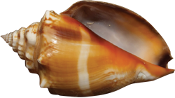 Conch PNG Image