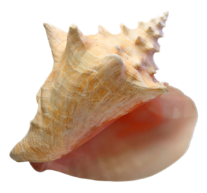 Conch PNG Image