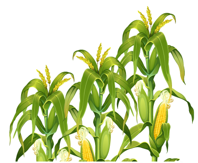 Corn Field PNG Image