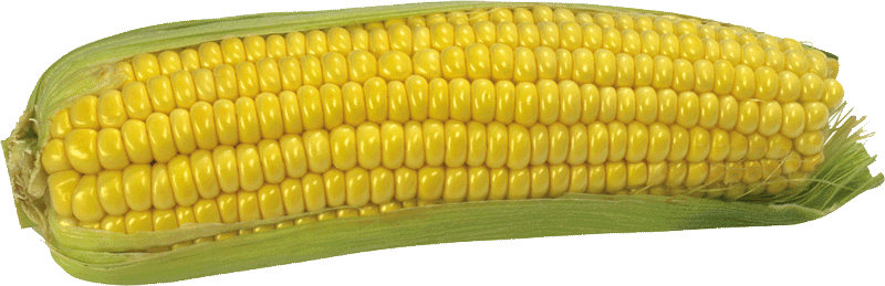 Corn Png Image PNG Image