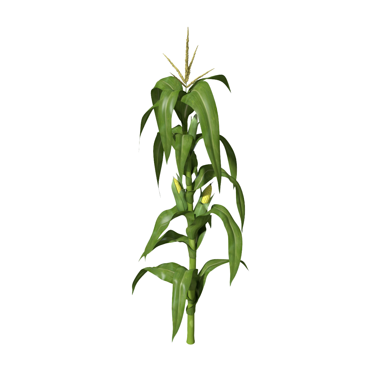 Corn Plant Clipart PNG Image