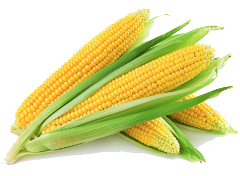 Corn Free Download Png PNG Image