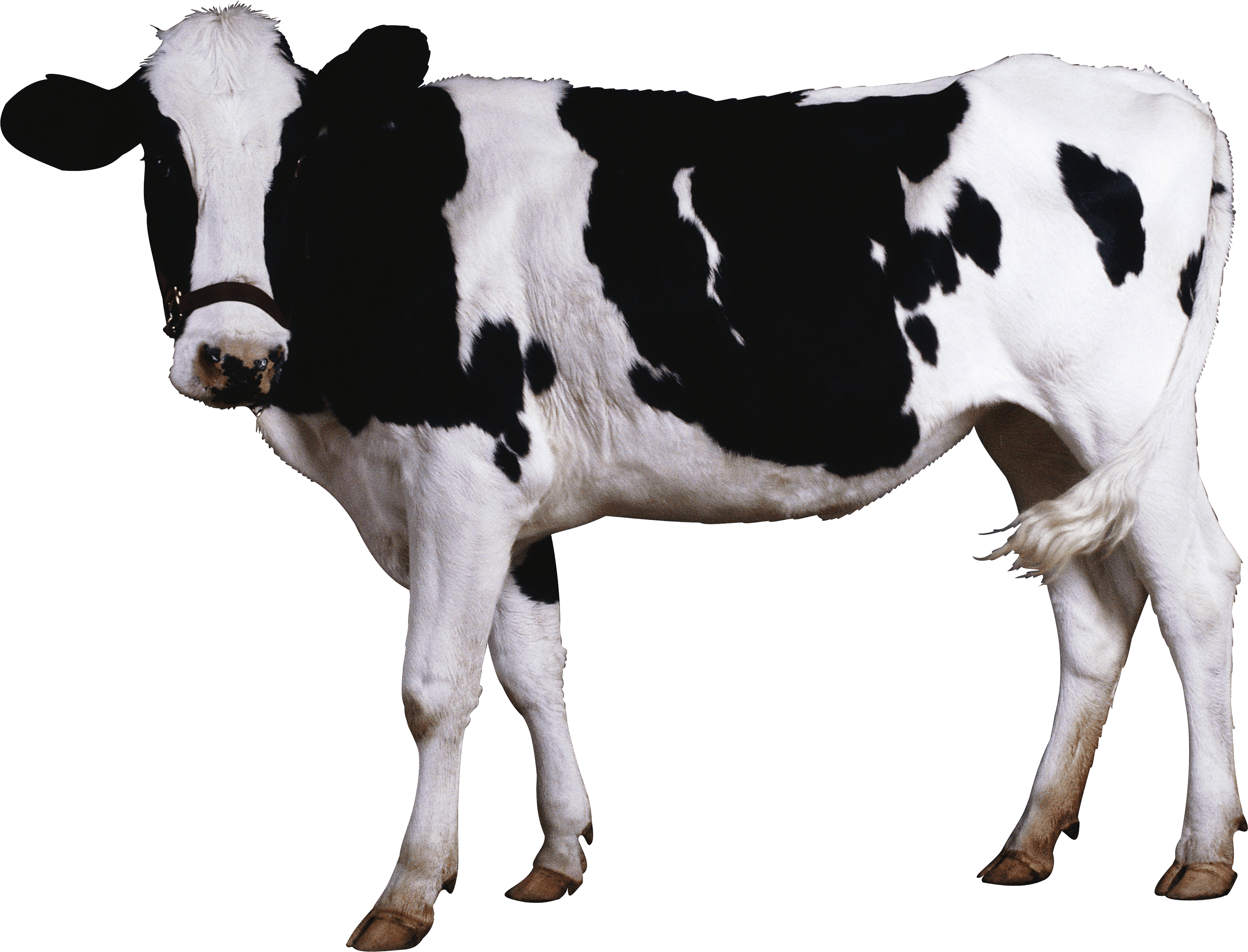 Foto Vaca Png Imagens Png Cow Png Vaca Png Images And Photos Finder