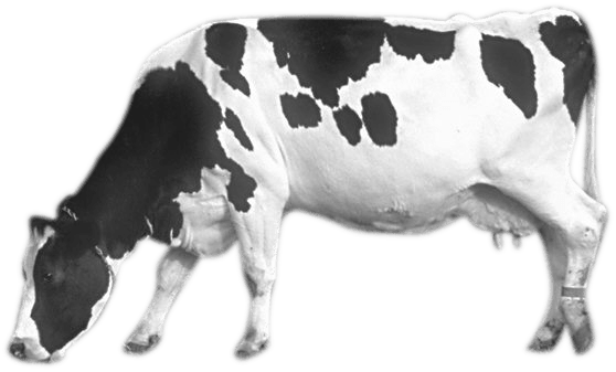 Cow Png Image PNG Image