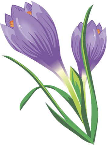 Crocus Picture PNG Image