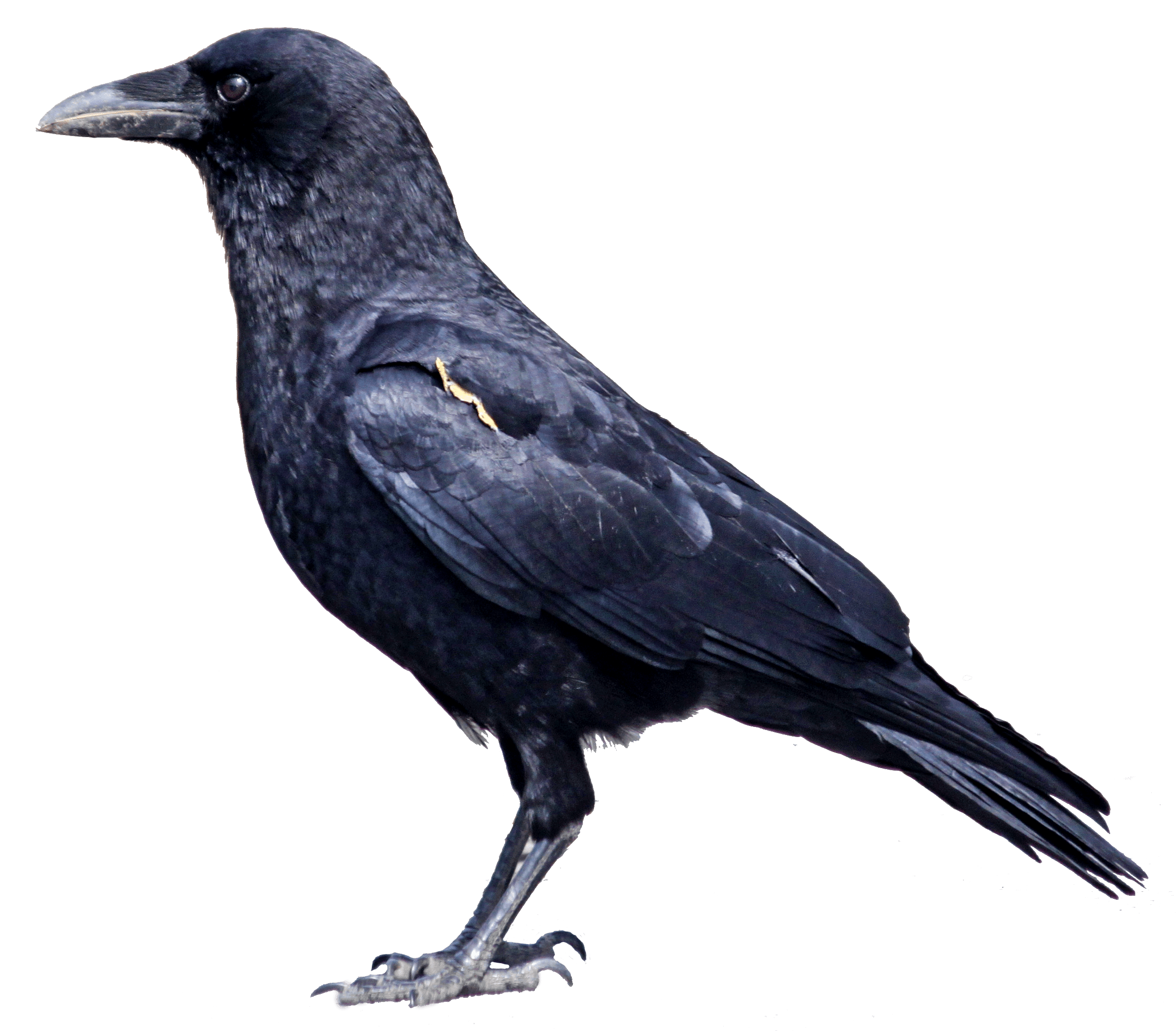 Crow Png Image PNG Image