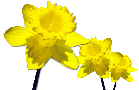 Daffodils Free Download Png PNG Image