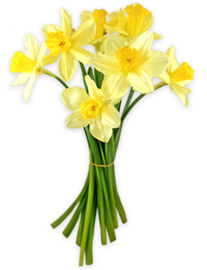 Daffodils Png PNG Image
