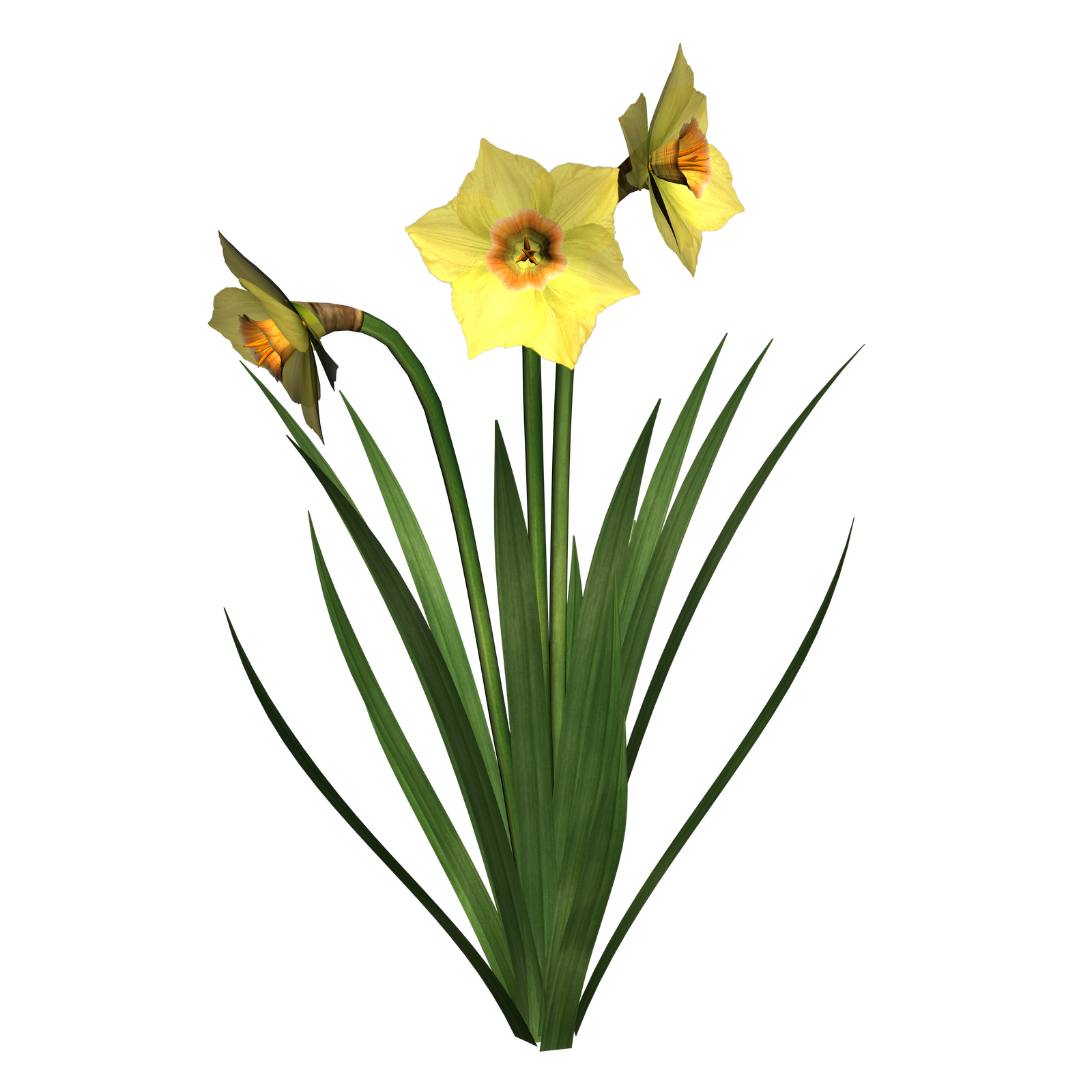 Daffodils Free Png Image PNG Image