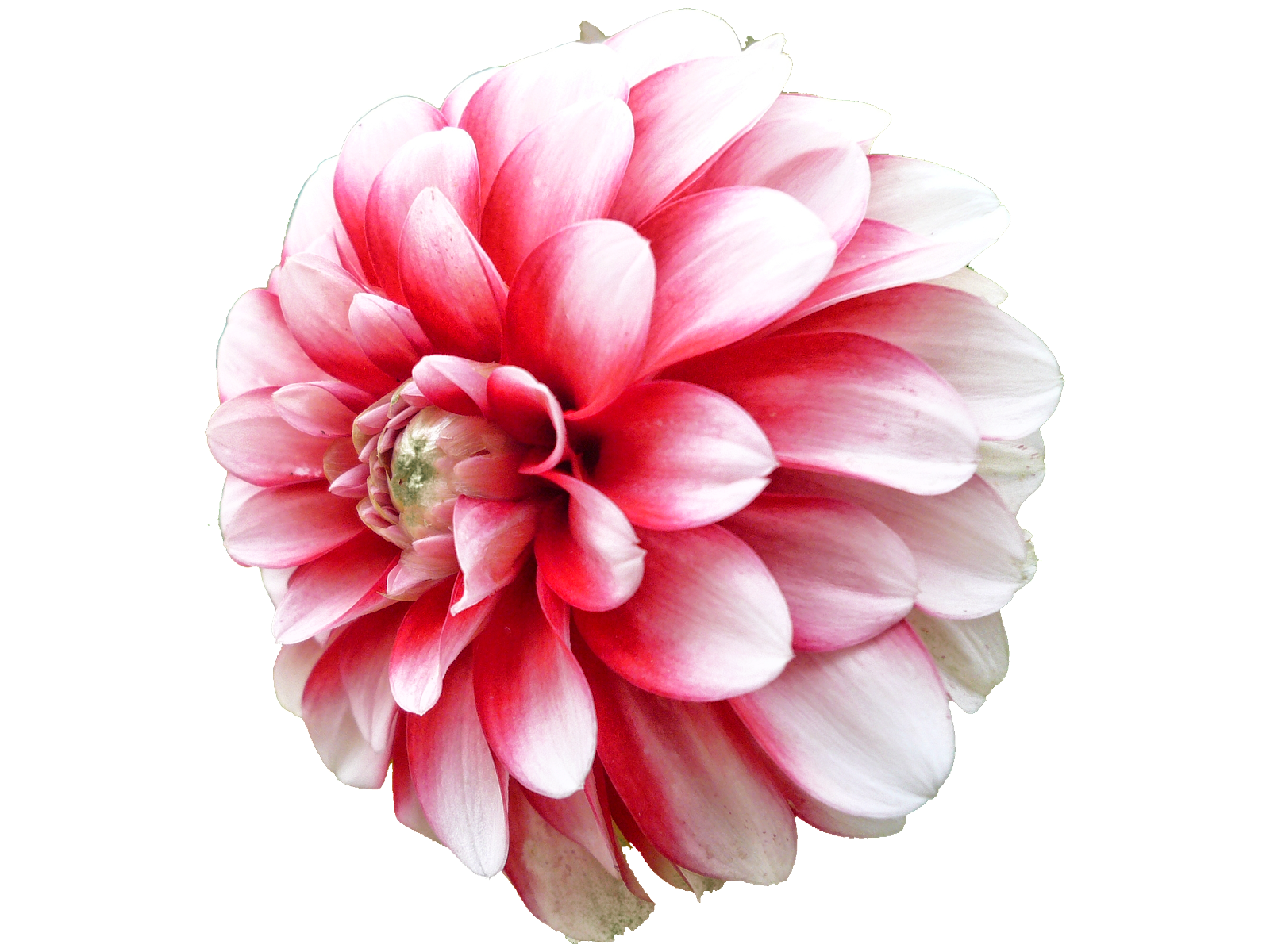 Dahlia Png Picture PNG Image