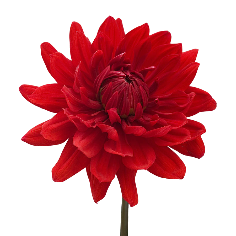 Dahlia Download Png PNG Image