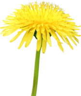 Dandelion PNG Image