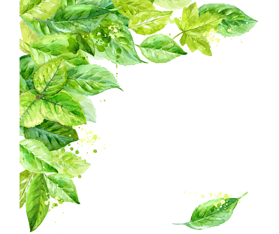 Leaf Frame Transparent Background PNG Image