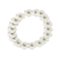 White Flower Frame Photo PNG Image