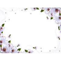 White Flower Frame Image PNG Image