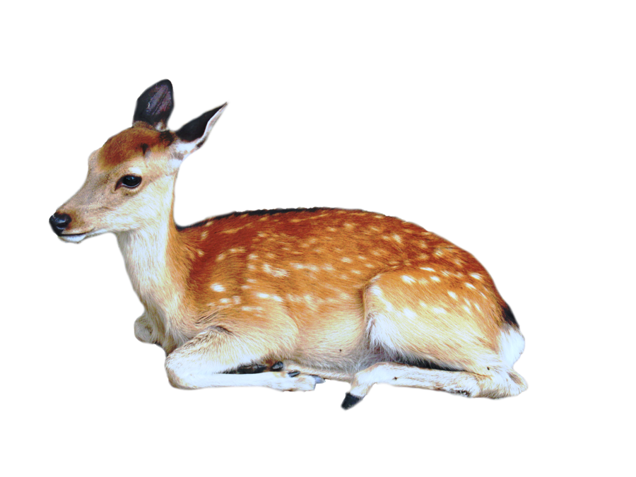 Cute Transparent Deer PNG Image