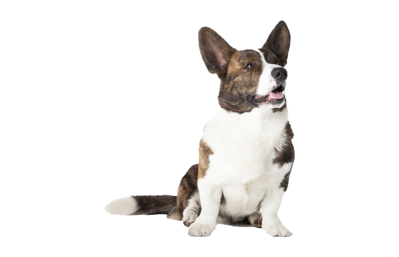 Corgi Picture PNG File HD PNG Image