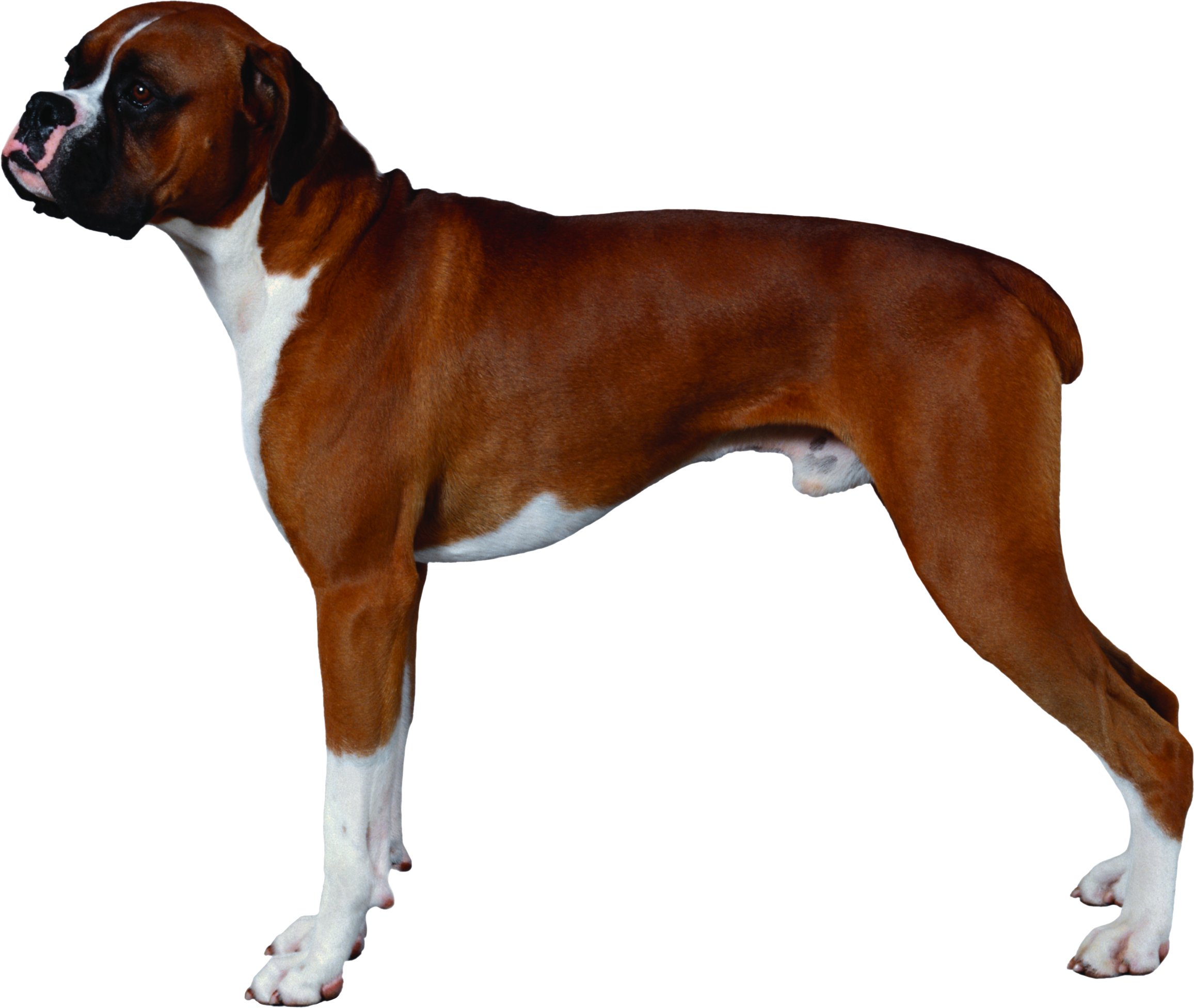 Standing Boxer Dog Free Download PNG HQ PNG Image