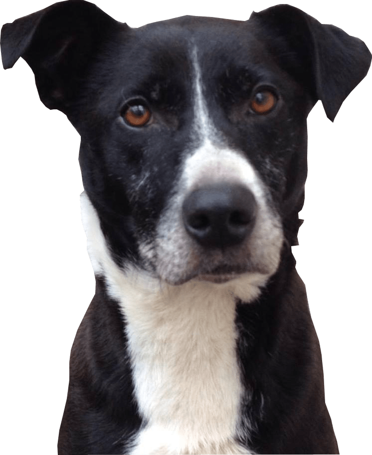 Head Black Dog Free Photo PNG Image