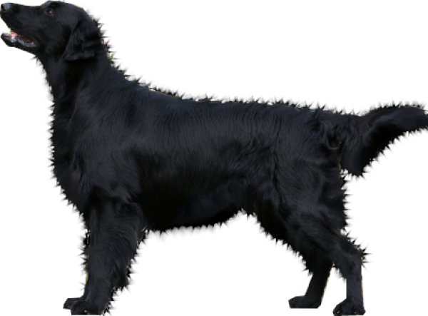Black Young Dog PNG Download Free PNG Image
