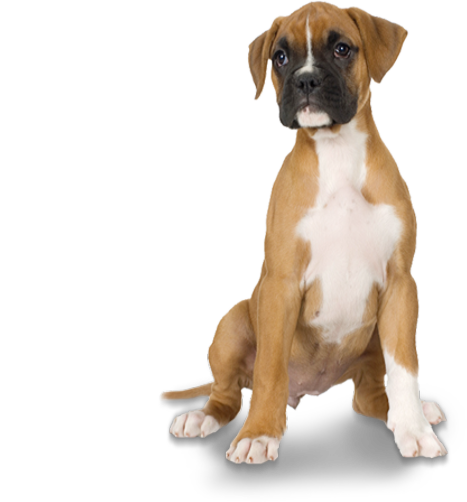 Boxer Young Dog Free Download PNG HD PNG Image