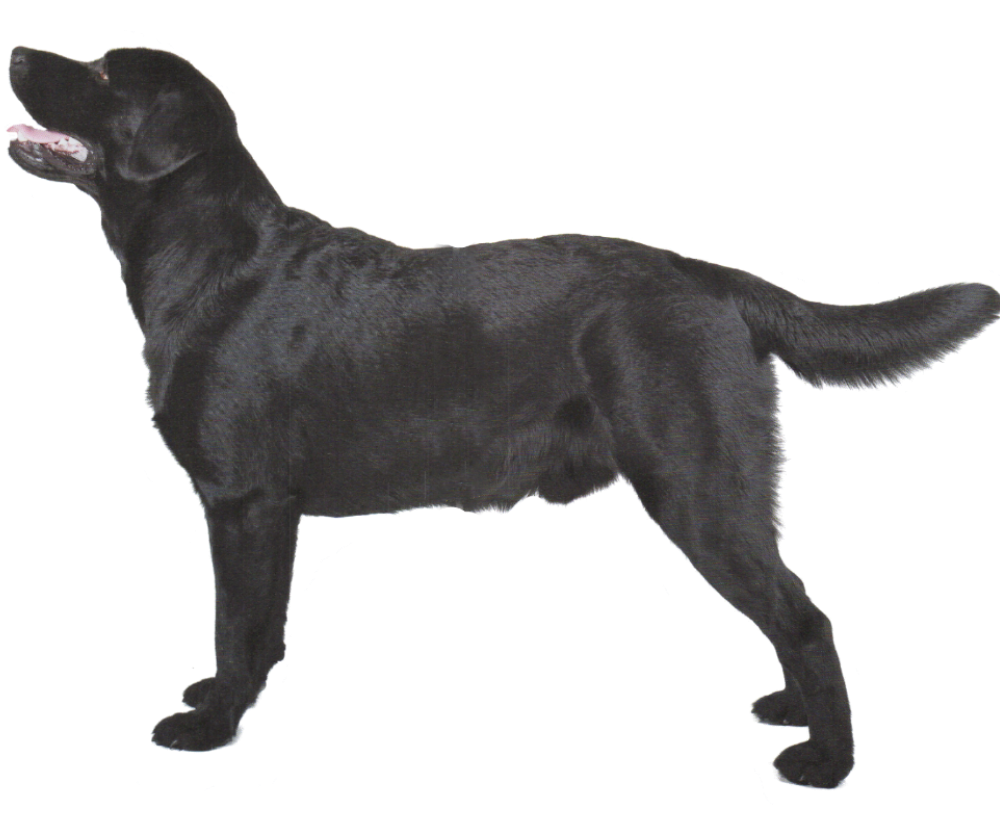 Dog Black Labrador Retriever Free Download PNG HD PNG Image