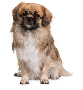 Small Puppy Png Image Picture Download Dogs PNG Image