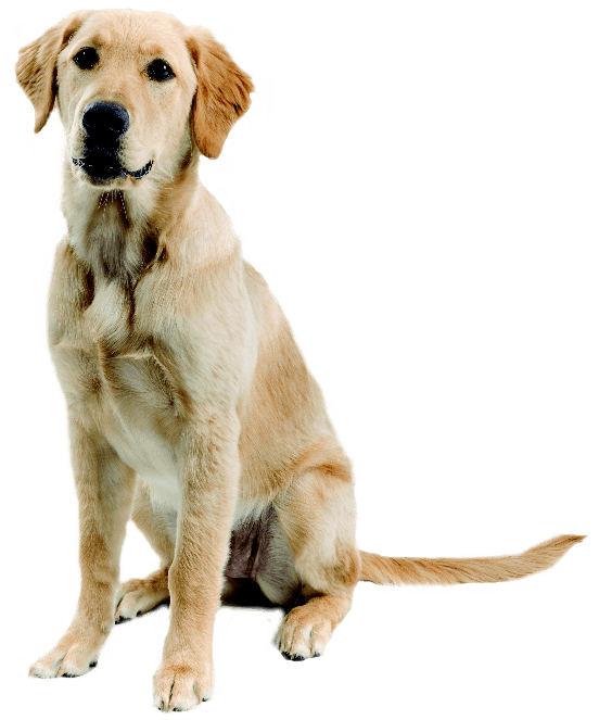 Dog Png Image Picture Download Dogs PNG Image