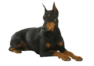Dog PNG Image