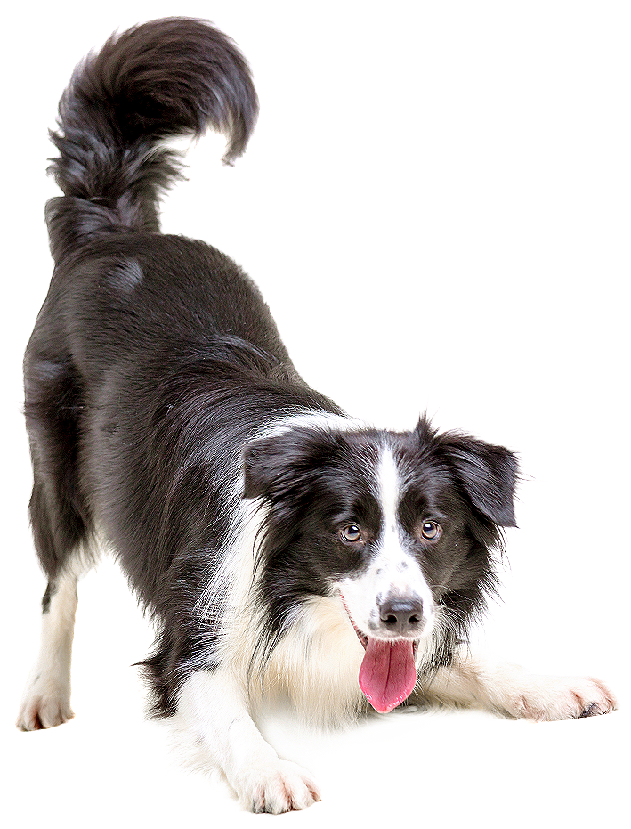 Dog PNG Image