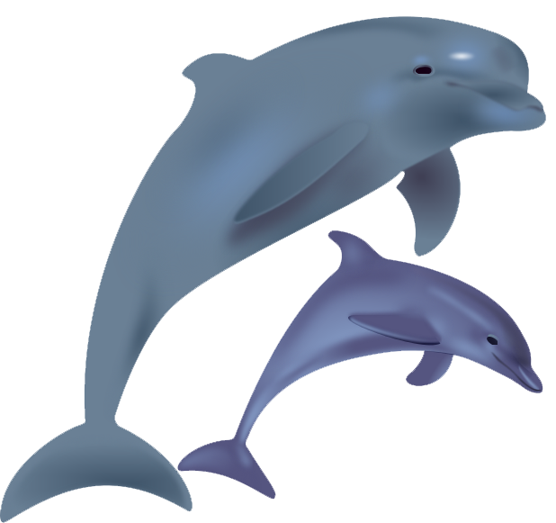 Dolphin Free Png Image PNG Image