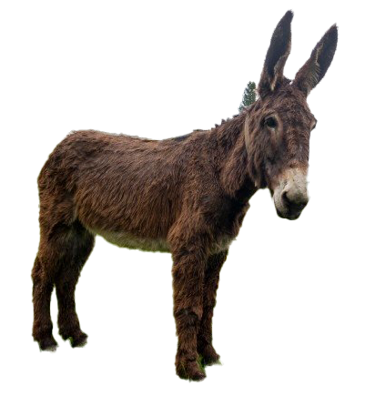 Donkey PNG File HD PNG Image