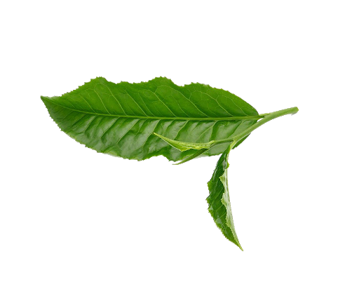 Fresh Leaves Green Tea HQ Image Free PNG Image