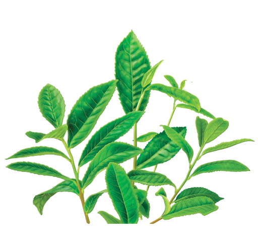 Tea Leaves Vector Green PNG Free Photo PNG Image