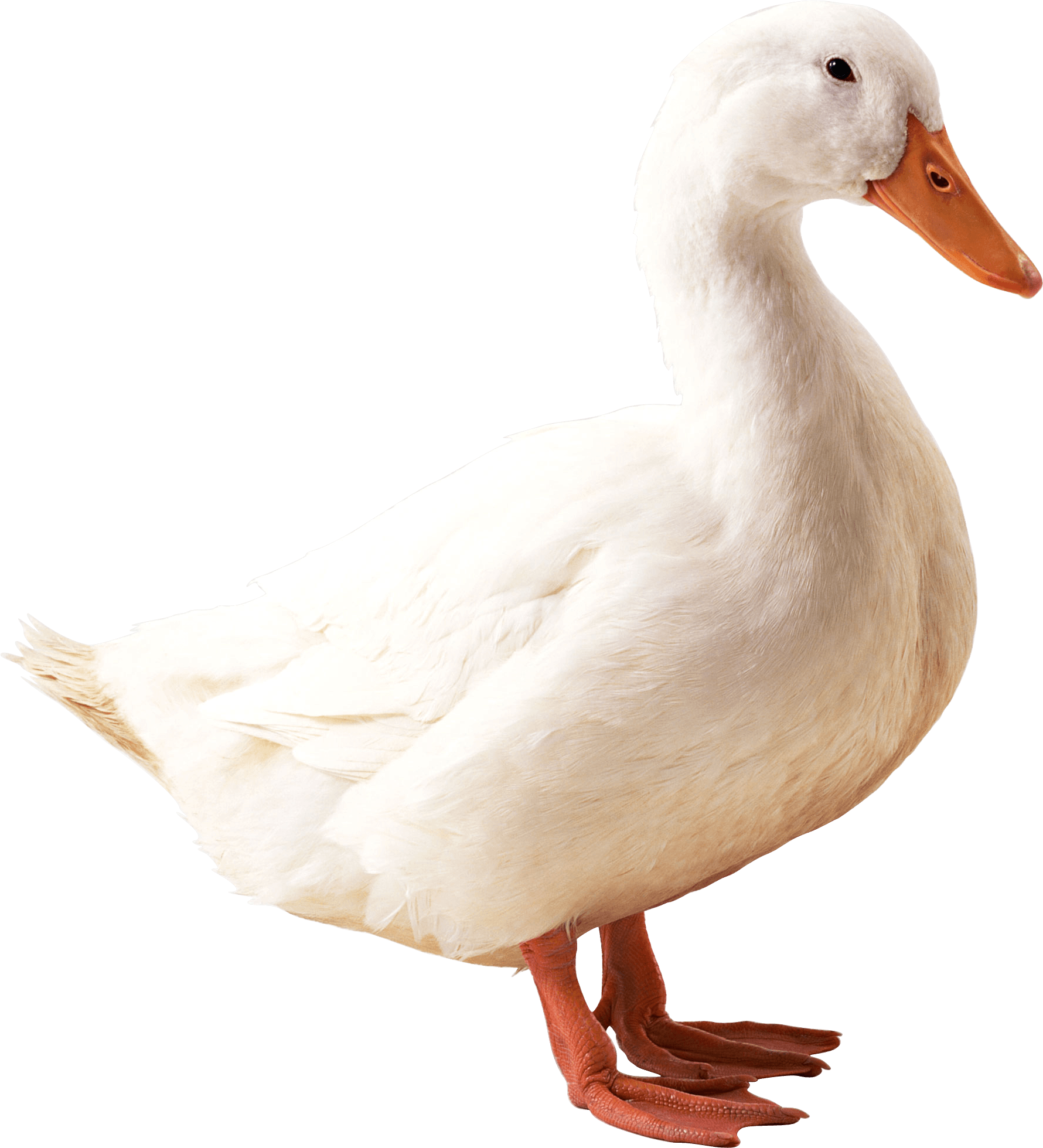 White Duck Png Image PNG Image