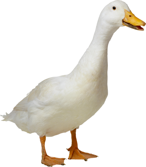 Duck Png 9 PNG Image