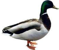 Duck Image PNG Image
