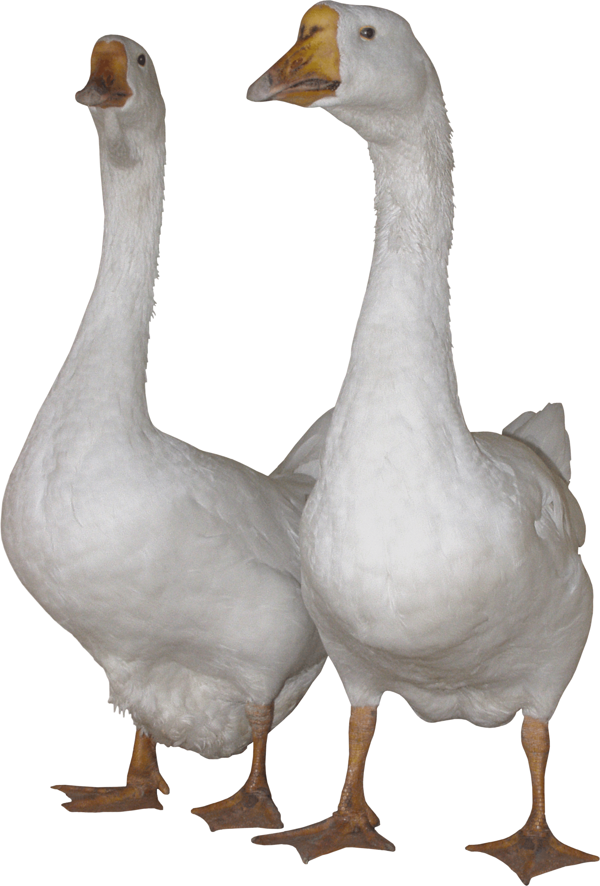 White Gooses Png Image PNG Image