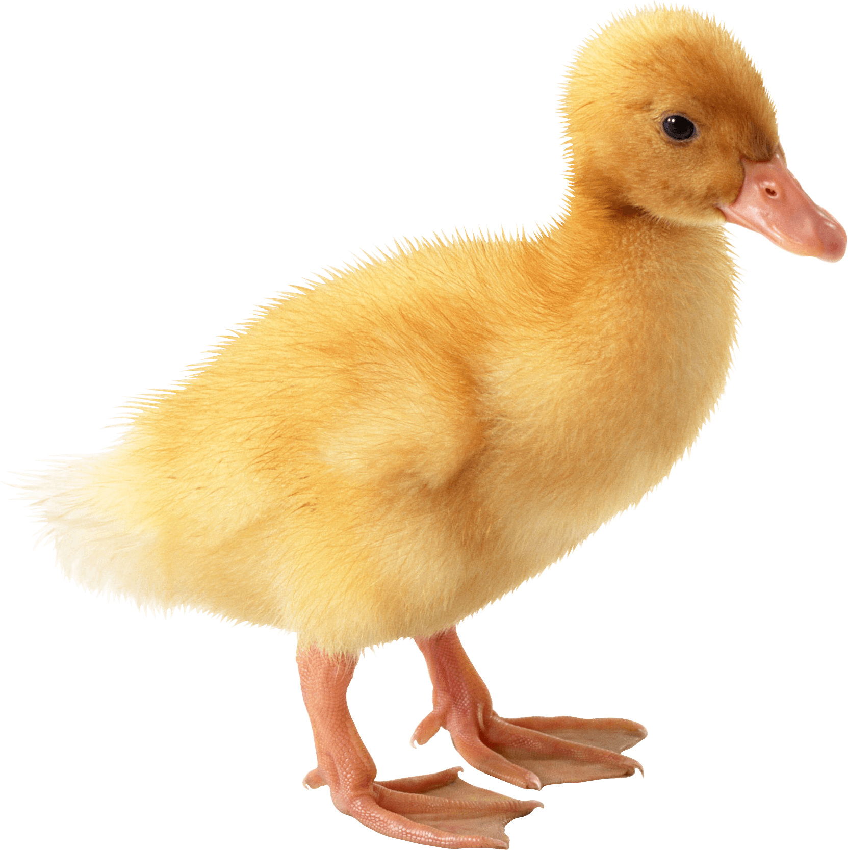 Little Yellow Duck Png Image PNG Image