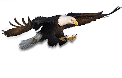 Eagle Png Image Download PNG Image