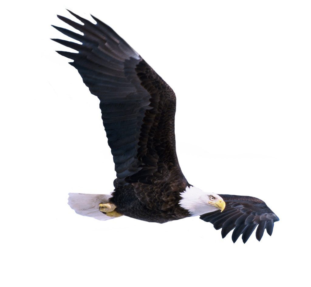 Eagle Png 9 PNG Image