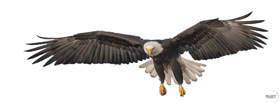 Flying Eagle Transparent Image PNG Image