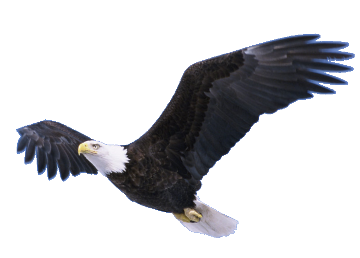 Flying Eagle Transparent PNG Image