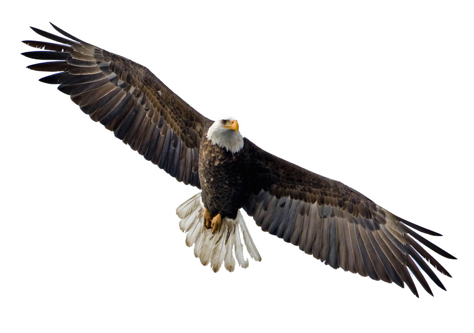 Soaring Eagle Transparent PNG Image